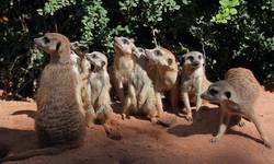 Zoo Kreisstadt Neunkirchen Die Stadt Zum Leben